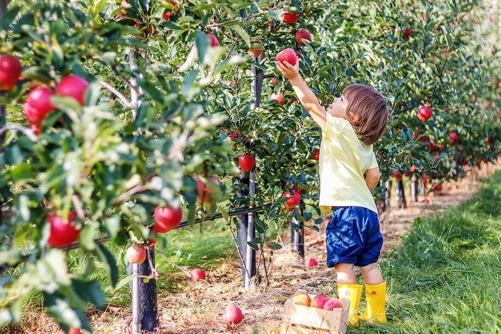 Little boy picking apples