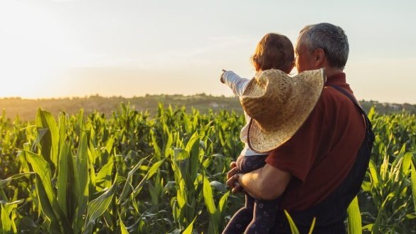 A grandpa holding his grandson in a cornfield and smiling into the distance.